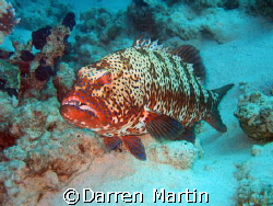 jackson reef red sea, big fish! by Darren Martin 